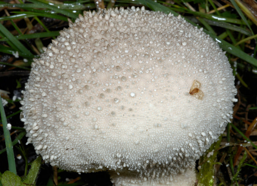 Lycoperdon?